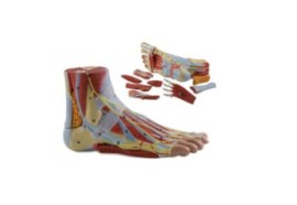 Anatomia Do Pe, 9 Partes - Pe35